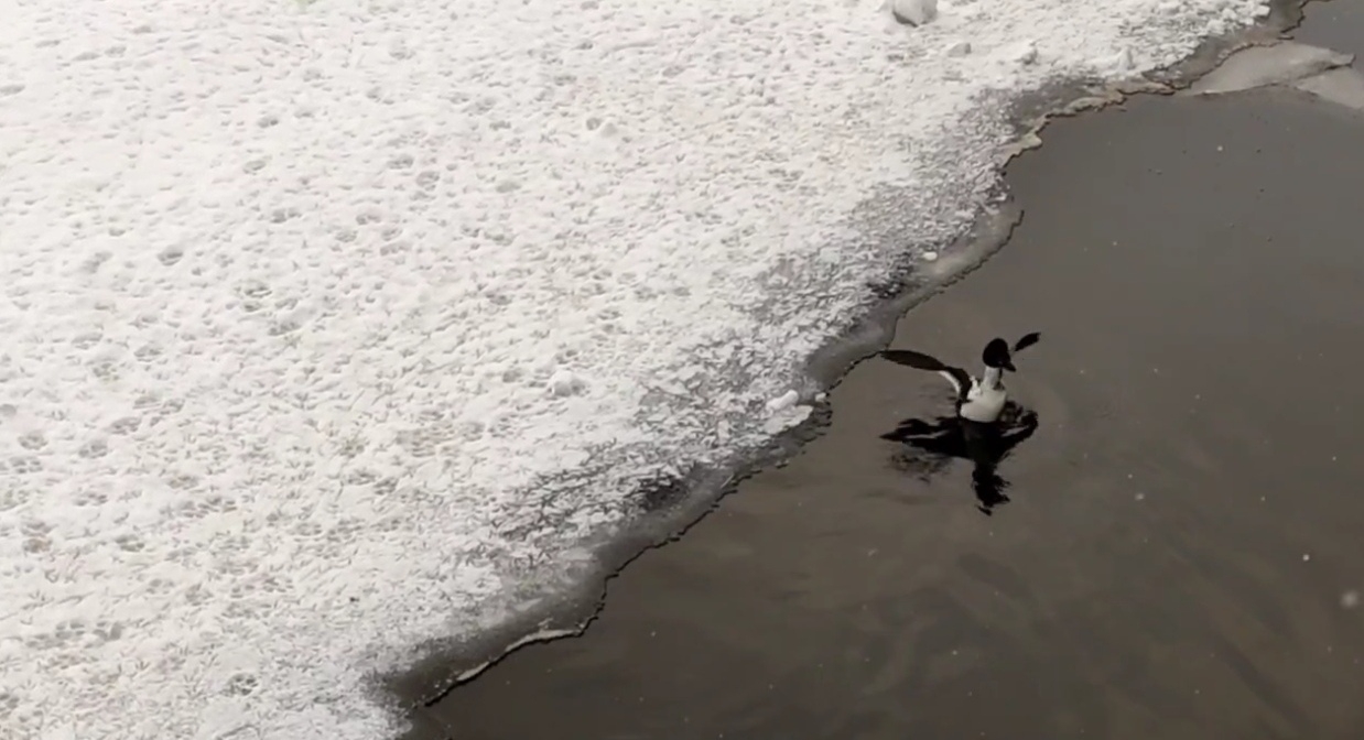 Саратов становится новым югом для перелетных птиц